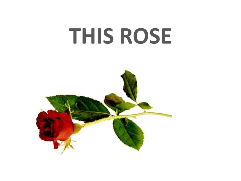THIS ROSE