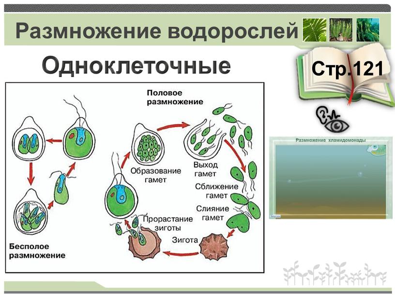 Эволюция одноклеточных водорослей. Половое и бесполое размножение водорослей. Размножение споровых растений водоросли 6 класс. Размножение одноклеточных зеленых водорослей. Размножение водорослей:половое безполовое.