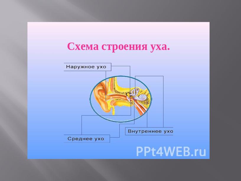 Слуховой анализатор