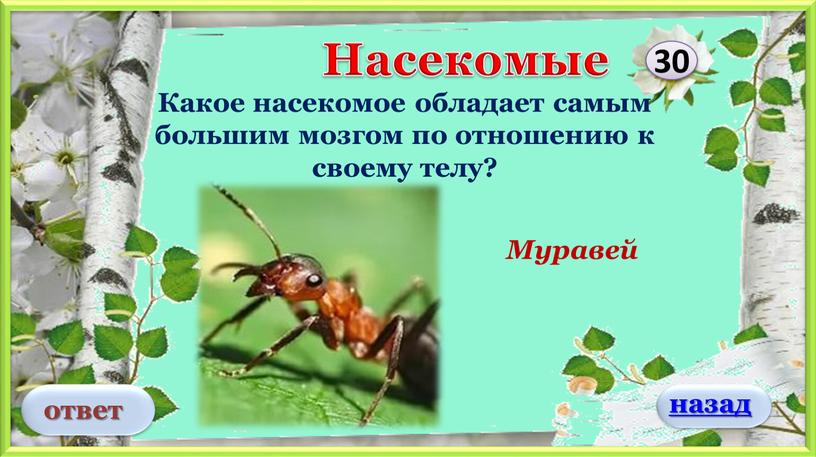 Муравей Насекомые 30 Какое насекомое обладает самым большим мозгом по отношению к своему телу? ответ назад