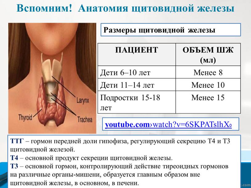 Вспомним! Анатомия щитовидной железы