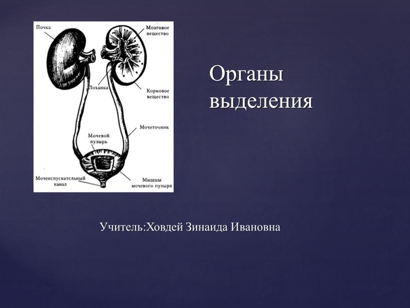 Органы выделения Учитель:Ховдей