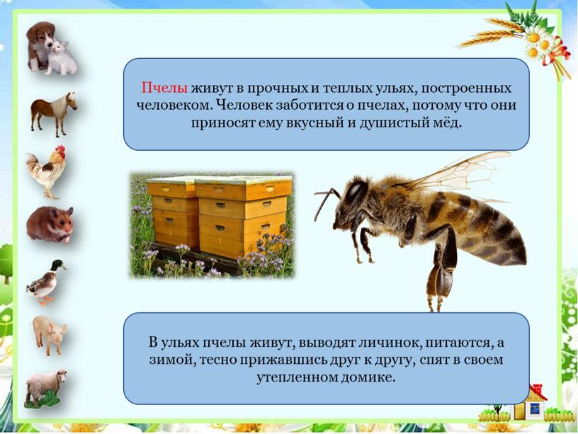 Пчелы живут в прочных и теплых ульях, построенных человеком