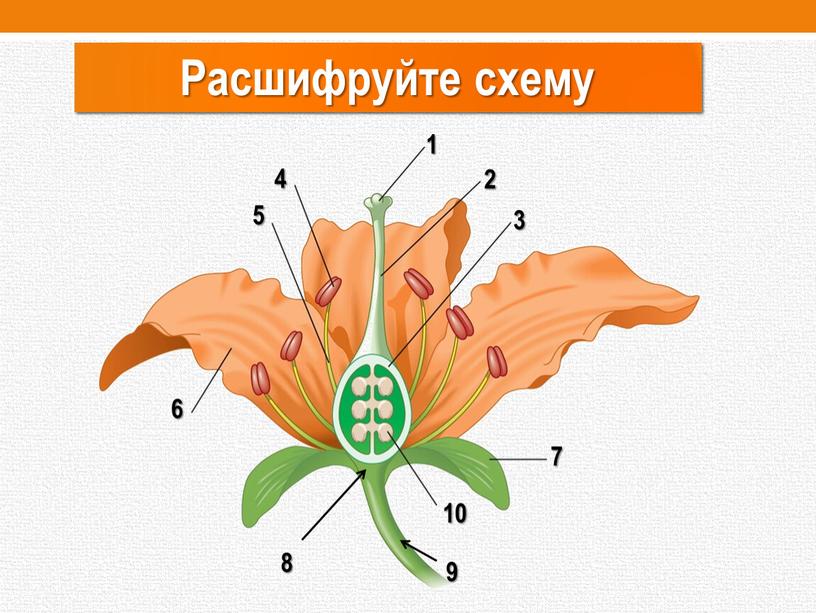 Расшифруйте схему