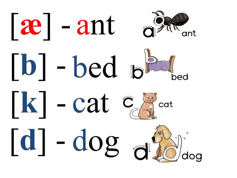 [ æ ] - ant [ b ] - bed [ k ] - [ d ] - dog cat