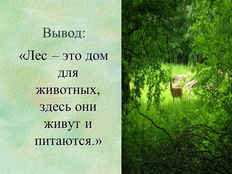 Вывод: «Лес – это дом для животных, здесь они живут и питаются