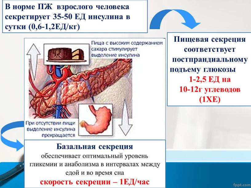 Пищевая секреция соответствует постпрандиальному подъему глюкозы 1-2,5