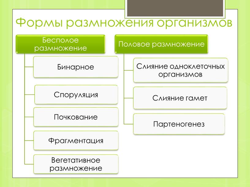 Формы размножения организмов