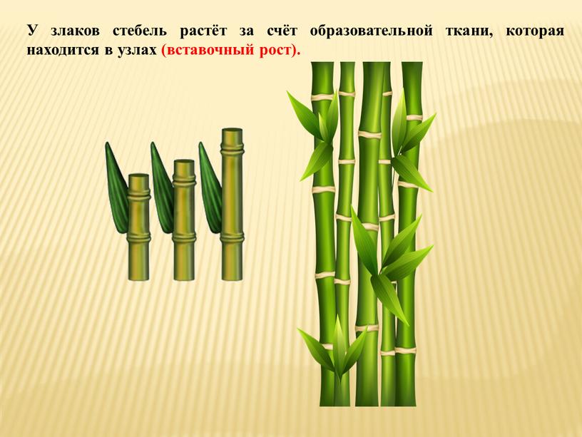 У злаков стебель растёт за счёт образовательной ткани, которая находится в узлах (вставочный рост)