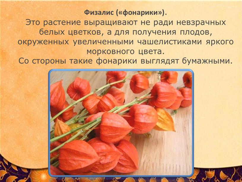 Физалис («фонарики») . Это растение выращивают не ради невзрачных белых цветков, а для получения плодов, окруженных увеличенными чашелистиками яркого морковного цвета