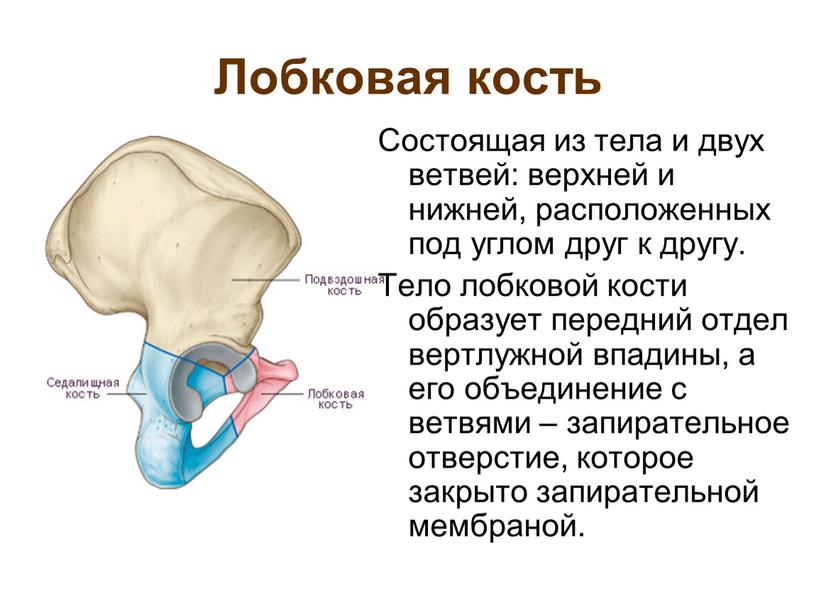 Лобковая кость Состоящая из тела и двух ветвей: верхней и нижней, расположенных под углом друг к другу