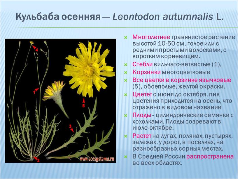 Кульбаба осенняя — Leontodon autumnalis