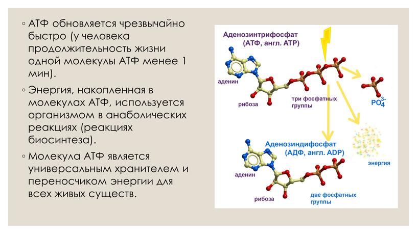 АТФ обновляется чрезвычайно быстро (у человека продолжительность жизни одной молекулы
