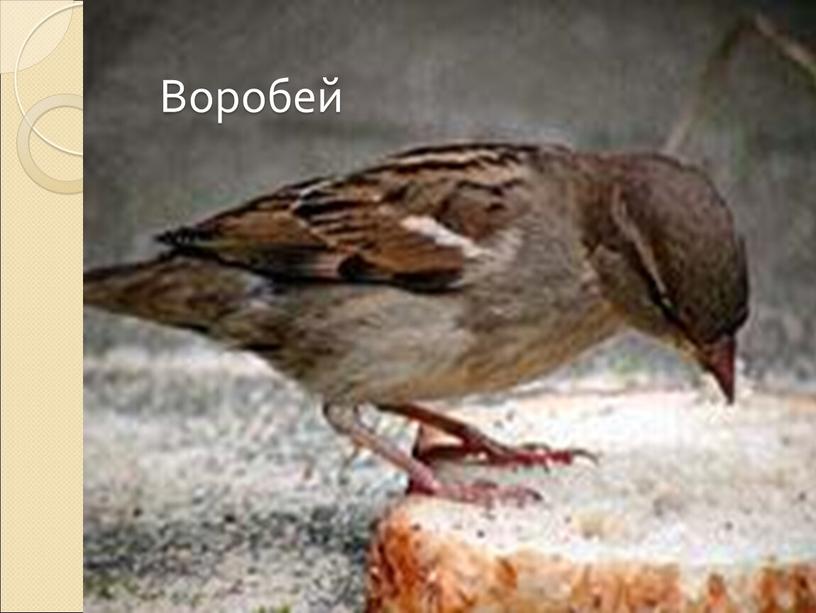 Воробей