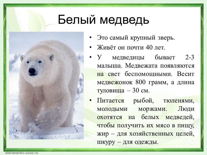 Белый медведь Это самый крупный зверь