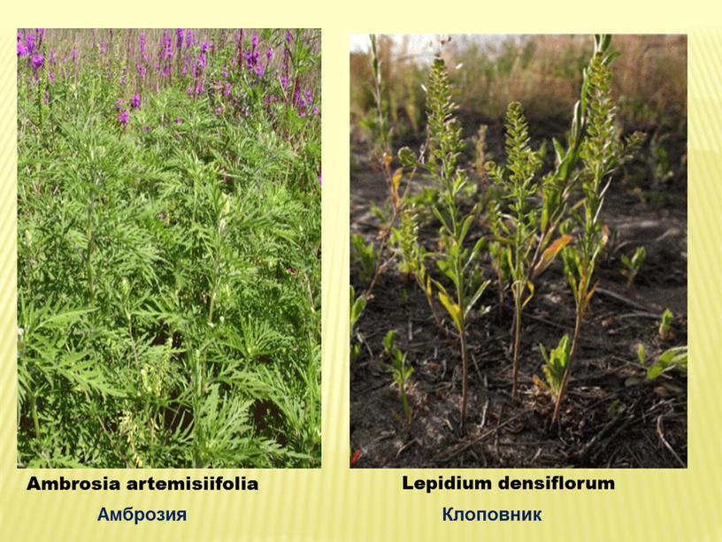 Ambrosia artemisiifolia Lepidium densiflorum