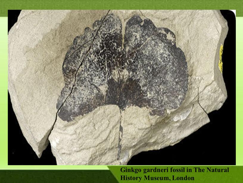 Ginkgo gardneri fossil in The Natural