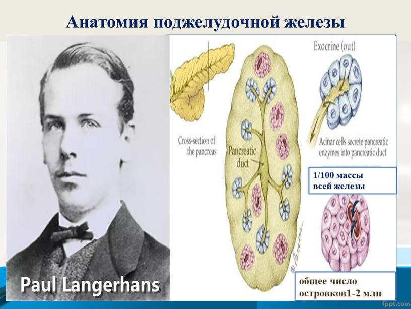 Анатомия поджелудочной железы 1/100 массы всей железы общее число островков1-2 млн