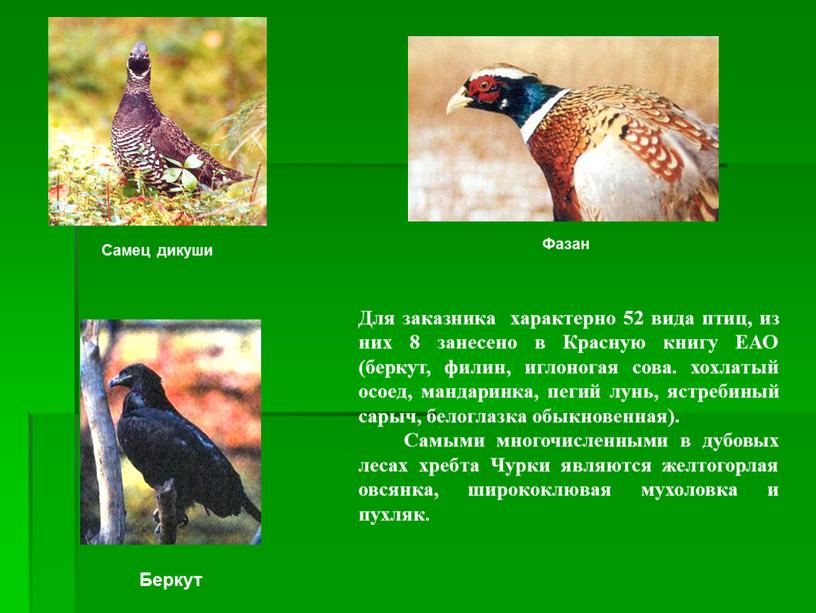 Для заказника характерно 52 вида птиц, из них 8 занесено в
