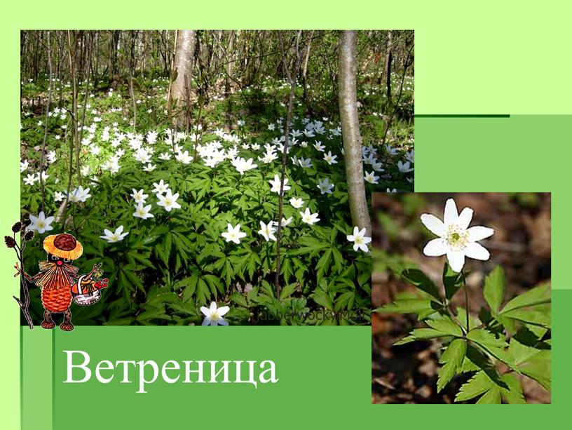 Ветреница