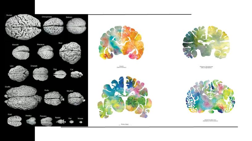 Brain system operation