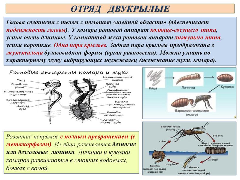 ОТРЯД ДВУКРЫЛЫЕ Голова соединена с телом с помощью «шейной области» (обеспечивает подвижность головы)