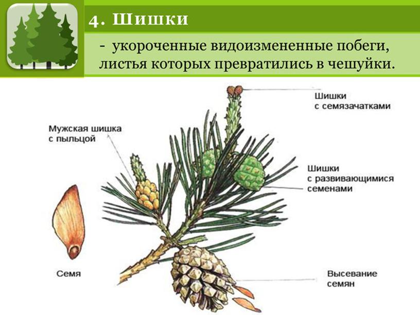 Подготовка к ЕГЭ по биологии.Жизненные циклы растений (теория и задания)