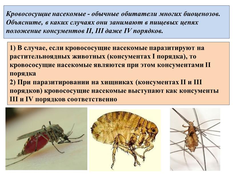 Кровососущие насекомые - обычные обитатели многих биоценозов