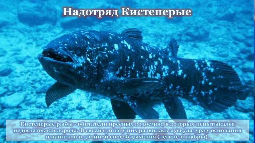 Кистеперые рыбы - обитатели пресных водоемов, в которых испытывался недостаток кислорода