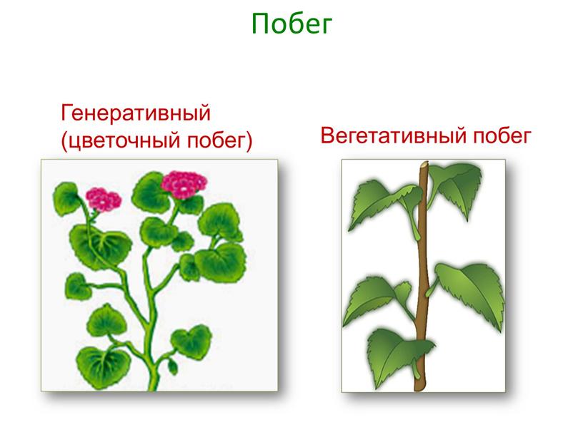 Тест по биологии 6 органы растений. Вегетативные и генеративные органы растений. Вегетативные органы капусты. Брюква рисунок побег и цветок.