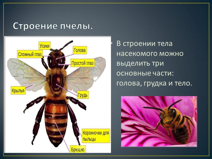 Строение пчелы. В строении тела насекомого можно выделить три основные части: голова, грудка и тело