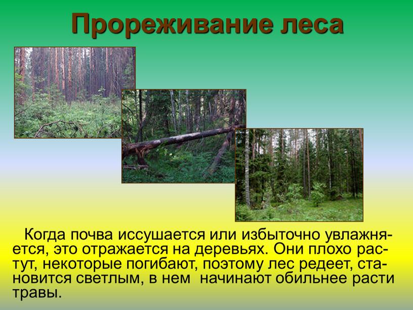 Прореживание леса Когда почва иссушается или избыточно увлажня-ется, это отражается на деревьях