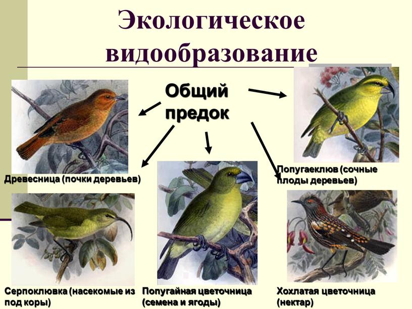 Экологическое видообразование Попугайная цветочница (семена и ягоды)