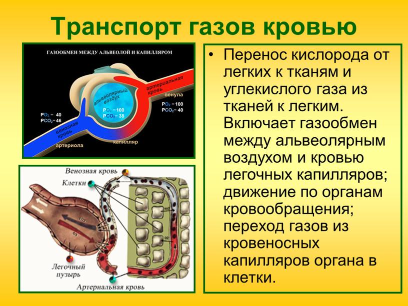 Транспорт газов кровью Перенос кислорода от легких к тканям и углекислого газа из тканей к легким