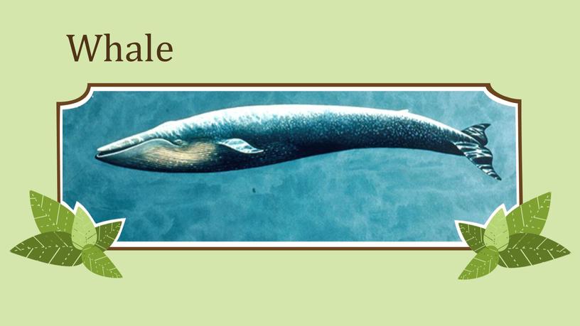 Whale