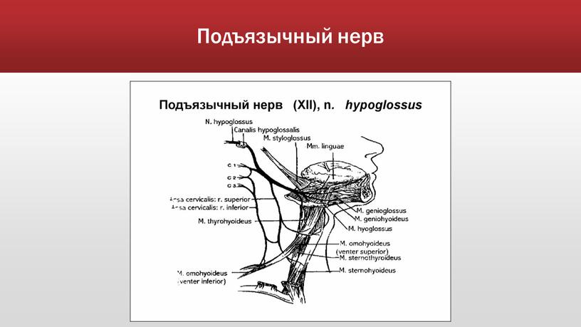 Подъязычный нерв