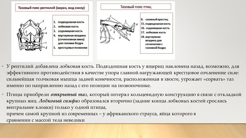 У рептилий добавлена лобковая кость