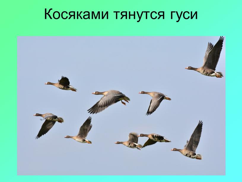 Косяками тянутся гуси