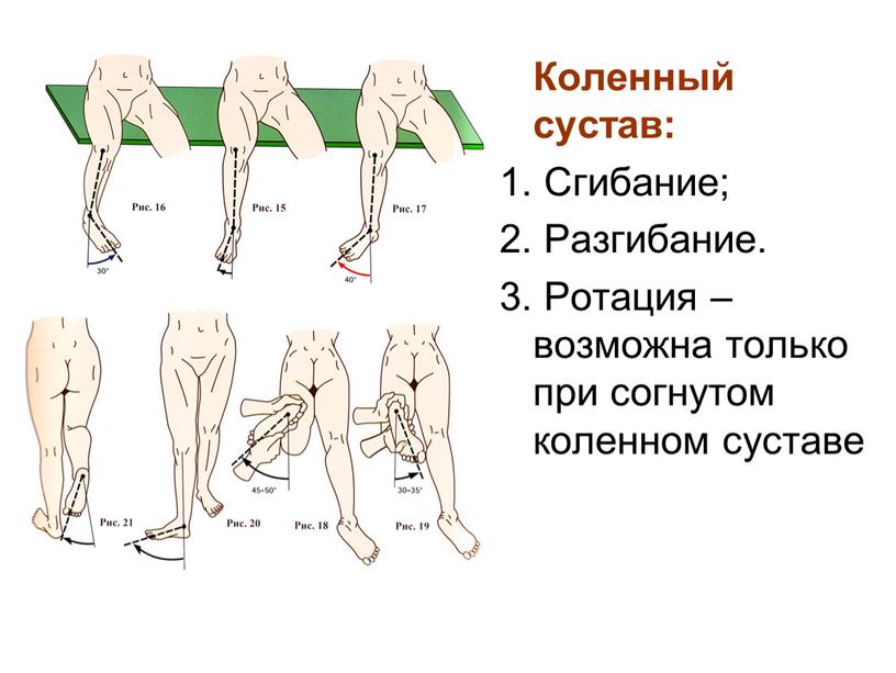 Коленный сустав: 1. Сгибание; 2