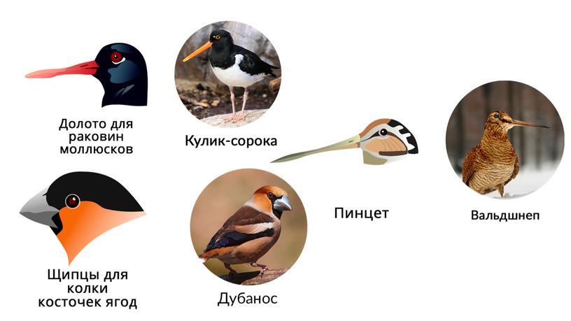 Приспособления птиц к полету: внешнее и внутреннее строение.