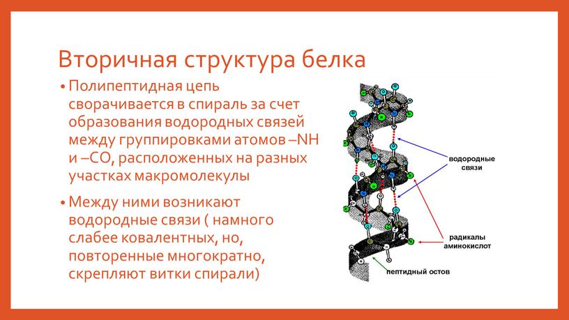 Вторичная структура белка Полипептидная цепь сворачивается в спираль за счет образования водородных связей между группировками атомов –NH и –CO, расположенных на разных участках макромолекулы