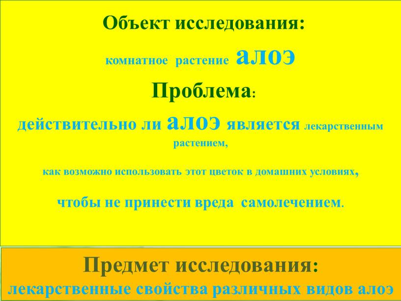 Объект исследования: комнатное растение алоэ