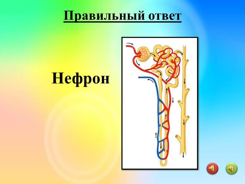 Нефрон Правильный ответ