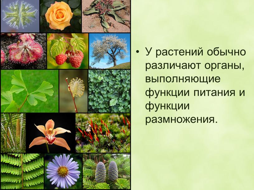 У растений обычно различают органы, выполняющие функции питания и функции размножения