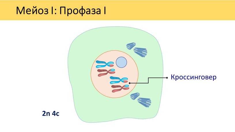 Мейоз I: Профаза I Кроссинговер 2n 4c