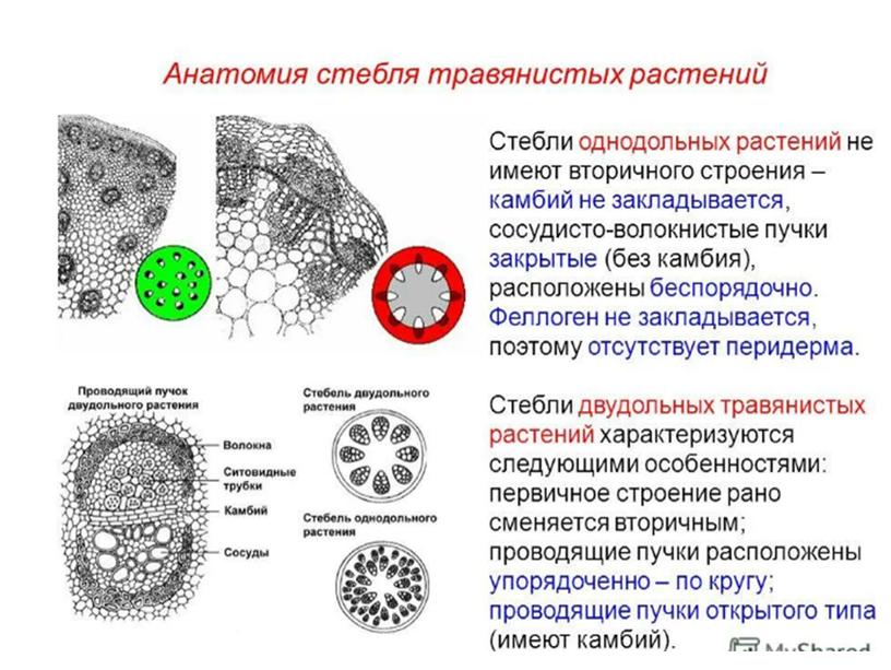 Сравнительная анатомия однолетних растении