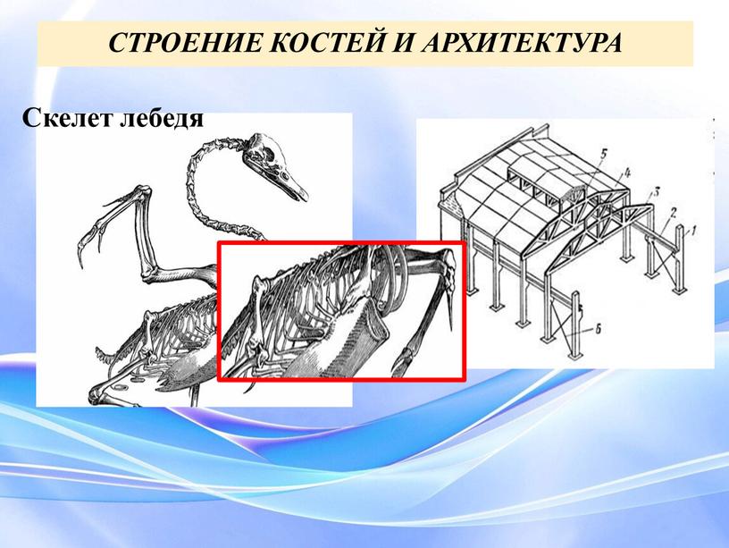 СТРОЕНИЕ КОСТЕЙ И АРХИТЕКТУРА