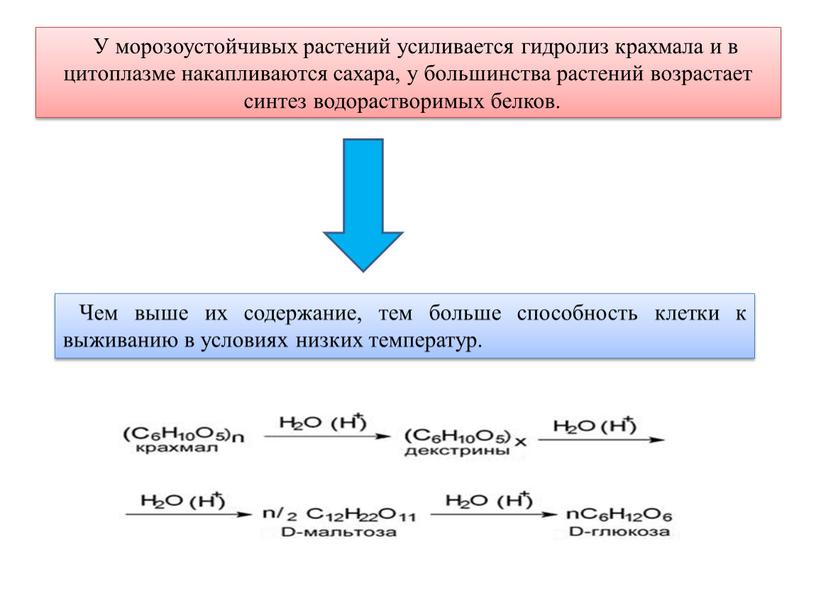 У морозоустойчивых растений усиливается гидролиз крахмала и в цитоплазме накапливаются сахара, у большинства растений возрастает синтез водорастворимых белков