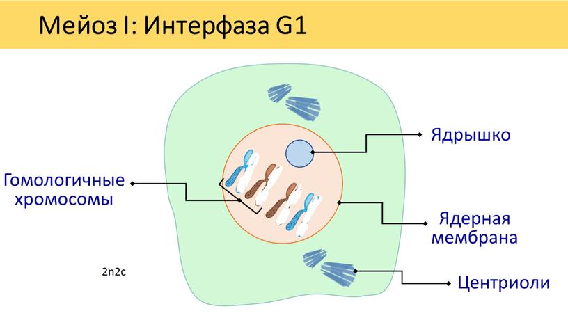 Мейоз I: Интерфаза G1 Ядерная мембрана