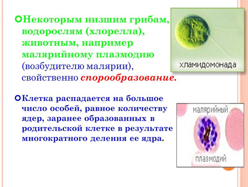 Некоторым низшим грибам, водорослям (хлорелла), животным, например малярийному плазмодию (возбудителю малярии), свойственно спорообразование
